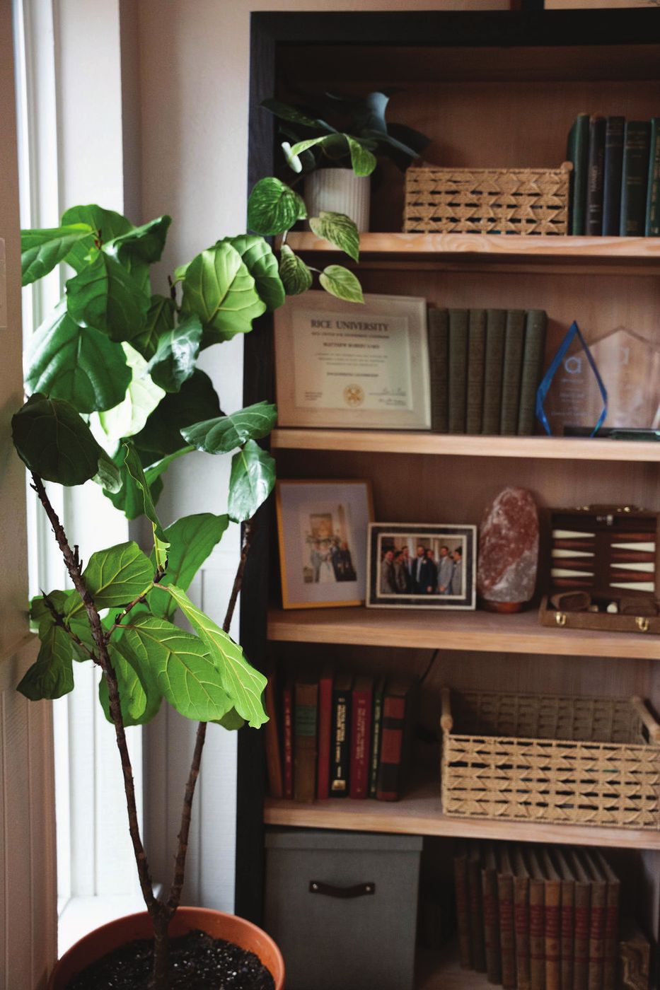Styled bookshelf beside a fiddle leaf fig